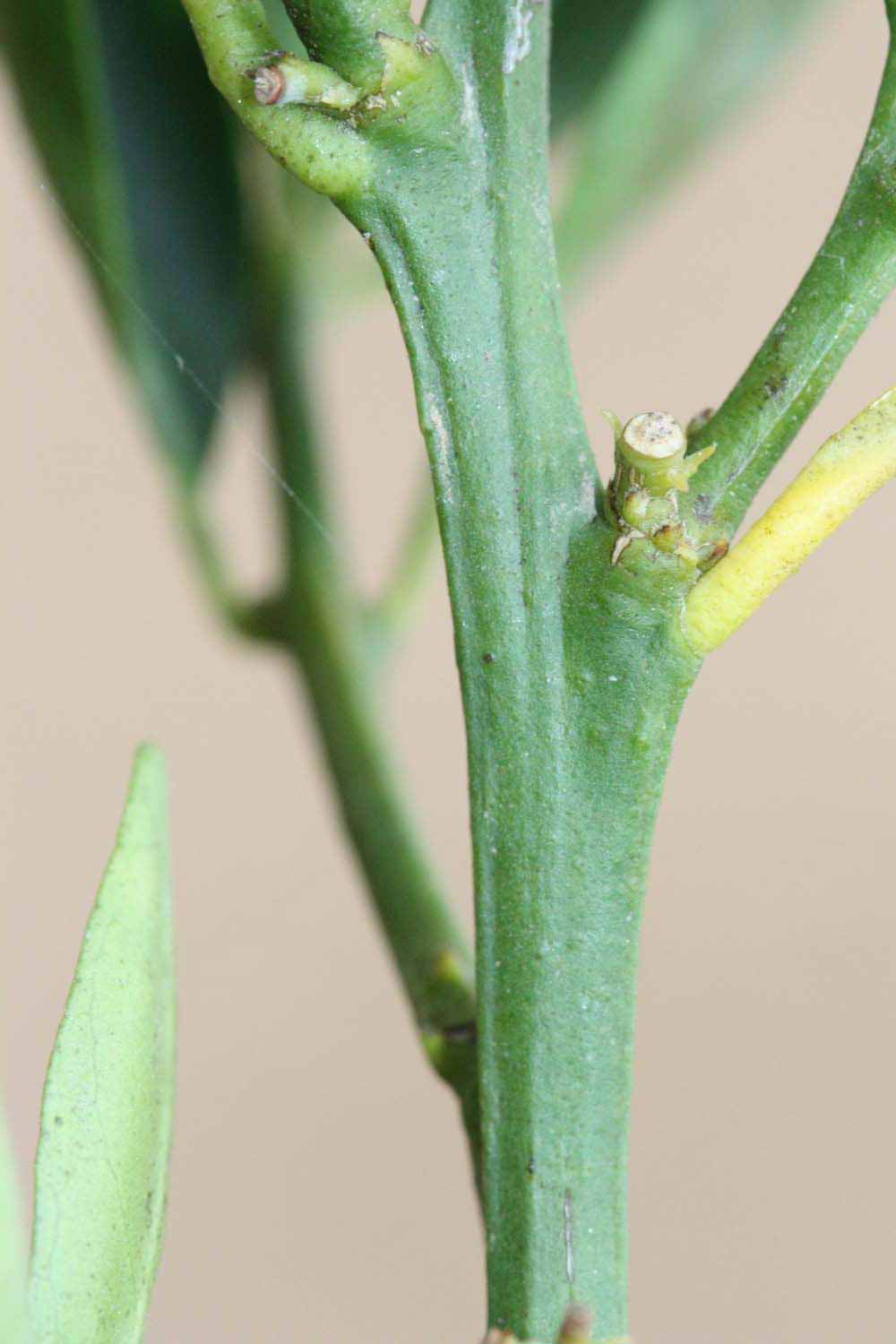            First year twig (Riverside, CA)   